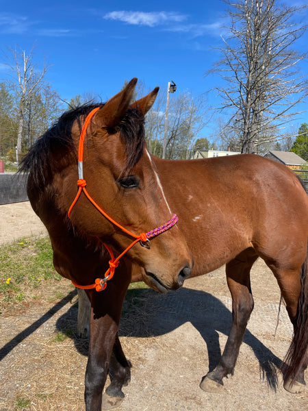 Yacht rope sidepull halter braided noseband